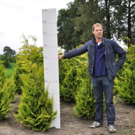 Chamaecyparis lawsoniana 'Ivonne' 150-175 cm   langere levertijd 